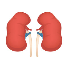 Kidneys icon, flat style. Internal organs of the human design element, logo. Anatomy, medicine concept. Healthcare. Isolated on white background. Vector illustration