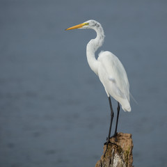 egret perched on tree trunk in florida everglades