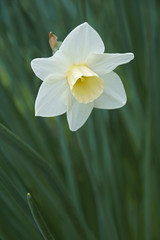 Fototapeta premium Jonquilla daffodil (Narcissus x Silver Smiles)wer