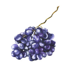 Cluster of dark grape isolated on white background. Hand drawn vector watercolor illustration.