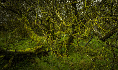 Tanglesd branches of a green mossy tree in a field