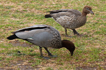 Australian wood duck in Wilsons Promontory NP