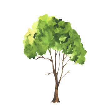 Green watercolor doodle tree isolated on white background. Hand drawn vector illustration.