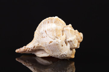 Sea shell of marine snail  isolated on black background