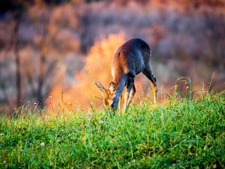 Pasące się sarny w świetle jesiennego zachodzącego słońca