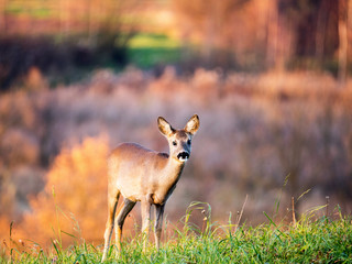 Pasące się sarny w świetle jesiennego zachodzącego słońca © JDziedzic