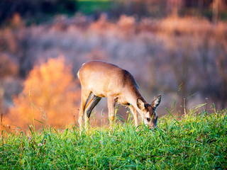 Pasące się sarny w świetle jesiennego zachodzącego słońca © JDziedzic