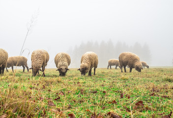 Obraz premium sheep in the fog early in the morning on a pasture