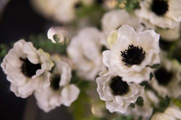 Soft focus background of white flowes with green stilks and blades.