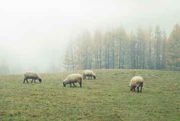 sheep in the fog early in the morning on a pasture