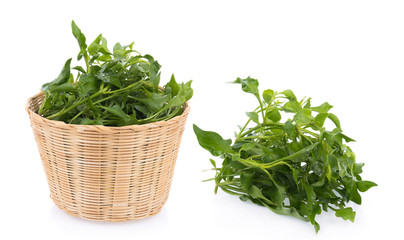 Fresh Watercress isolated on white background