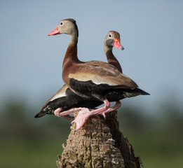 nesting ducks in wetlands