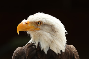 Portrait up of a Bald Eagle