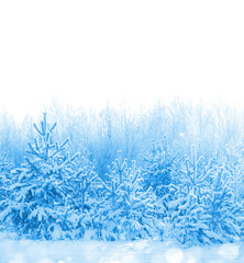 Forest covered with snow isolated on white background