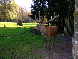 Hirsch