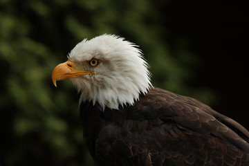 Portrait up of a Bald Eagle