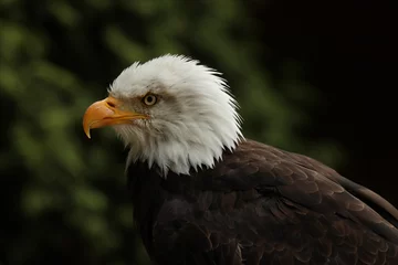 Foto op Plexiglas Portrait up of a Bald Eagle © scooperdigital