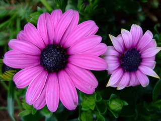 Obraz premium Blume