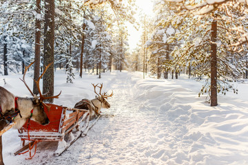 Reindeer safari © TravelPhotoBloggers