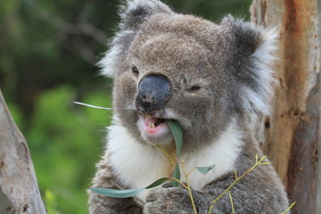 wild smiling eating koala in south australia