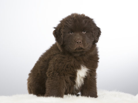 Newfoundland dog puppy portrait. The puppy is 7 weeks old fluffy dog. Image taken in a studio with white background.