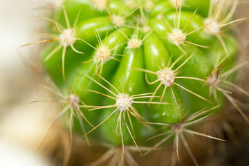 Home and garden decoration with cactus.