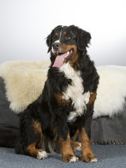 Bernese mountain dog in a studio. Image taken with white background. Big and beautiful dog.