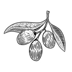Olive brunch in engraving style Design element for poster, card, banner. Vector illustration