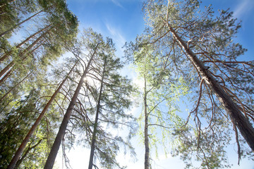 Fototapeta premium Pines on blue sky and sun background in National Park Repovesi, Finland.