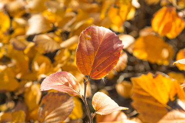 Golden Autumnal Leaves