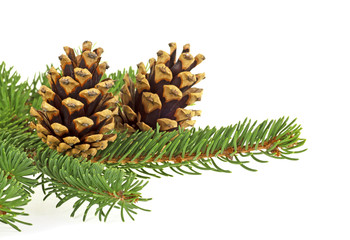 Fototapeta premium Two pine cones and fir tree branch on a white background, Christmas decoration