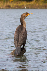 Tri-colored Cormorant on the Potomac River