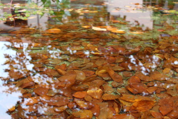 Foglie d'autunno nella fontana del parco