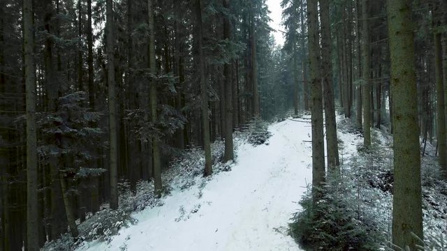 Aerial view of a path lying through the winter forest in the Carpathians. 4k video