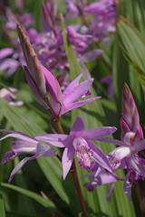 Hyacinth orchid (Bletilla striata). Called Chinese ground orchid also
