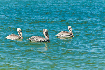 three brown pelicans / three brown pelicans swimming in a straight line on an autumn, tropical day in the Gulf of Mexico