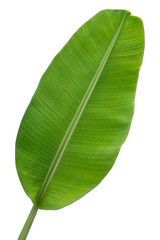 banana leaf isolated on white background, Clipping path