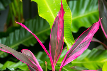 Cordyline leaves Cordyline fruticosa, Cordyline terminalis or Ti plant, Red leaf texture background
