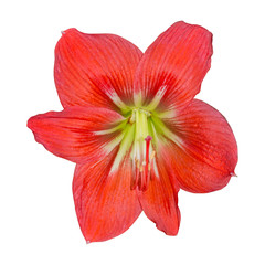 Fototapeta na wymiar red flower isolated on white background, Clipping path