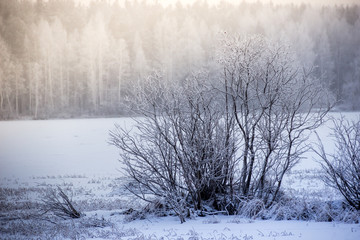 Obraz na płótnie Canvas frosty winter landscape in snowy forest