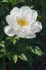 Sorbet peony (Paeonia lactiflora Sorbet)