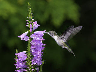 Female Ruby-throated Hummingbird Drinking Nectar from Purple Flower