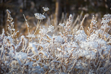 winter, frost, nature landscape on the grass covered with frost and snow