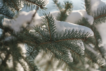 closeup small spruce tree in warm morning after snowfall