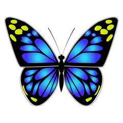 Beautiful bright ornamental blue butterfly. Vector illustration isolated.