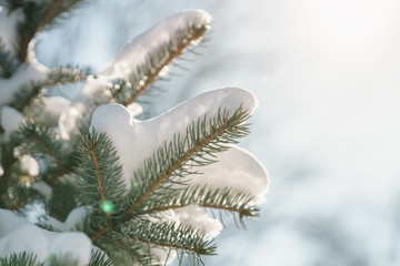 closeup small spruce tree in warm morning after snowfall