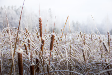 Fototapeta premium winter, frost, nature landscape on the grass covered with frost and snow