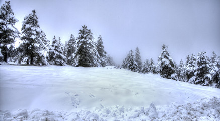 winter 1