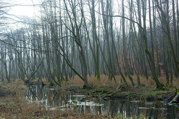 spooky moor wood with small river