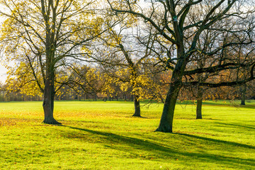 Autumnal sunrise over a group of trees in a green meadow in a public park.